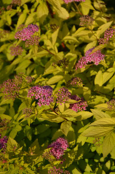 Spiraea japonica 'Golden Princess'