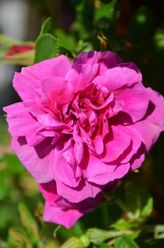 Rosa rugosa Hansa