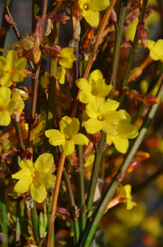 Jasminum nudiflorum