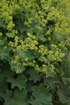 Alchemilla mollis