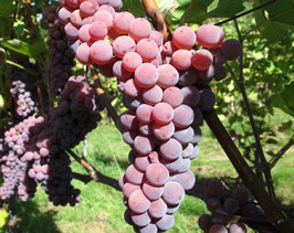 2025er Souvignier gris