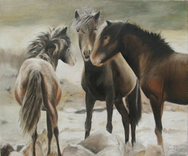 C010 Wildpferde auf Sardinien