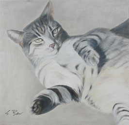 C020 Katze weiß-grau