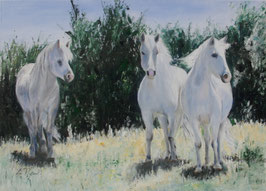 C080 Pferde in der Camargue II