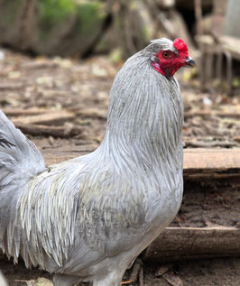 Bruteier - Lavender Araucana
