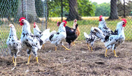 Bruteier - Exchequer-Leghorn