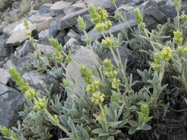 Griechischer Bergtee-Sideritis Scardica - BIO - vom Berg Othrys, dem Berg der Titanen