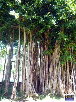 Baum Mauritius