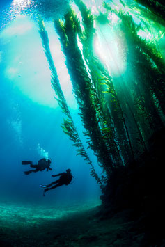PADI Deep Diver (Nur Theorie)