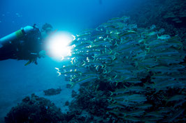 PADI Night Diver (nur Theorie)