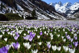 Spring in the Swiss Alps