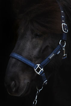 TopReiter Halfterset Glitrandi blau