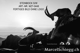 Alu-Dibond-FineArt-Steinbock S/W Art.-Nr. MZ7-0448