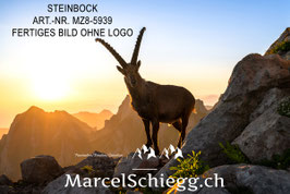 Alu-Dibond-FineArt-Steinbock Art.-Nr. MZ8-5939