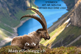 Leinwandbild-Steinbock Art.-Nr. MZ8-2144
