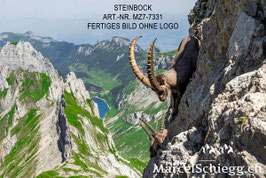 Alu-Dibond-FineArt-Steinbock Art.-Nr. MZ7-7331