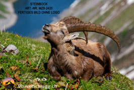 Leinwandbild-Steinbock Art.-Nr. MZ8-2420