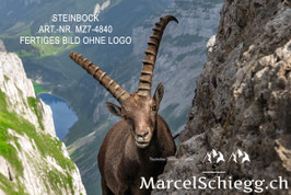 Alu-Dibond-FineArt-Steinbock Art.-Nr. MZ7-4840