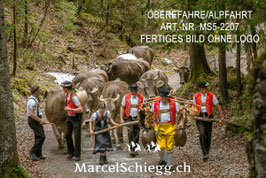 Leinwandbild-Öberefahre/Alpfahrt Art.-Nr. MS5-2207