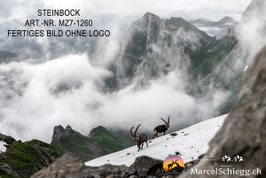 Leinwandbild-Steinbock Art.-Nr. MZ7-1260