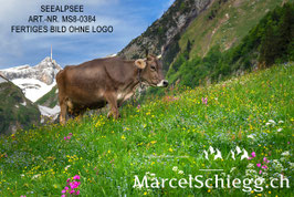 Poster/FineArt Print-Hornkuh am Seealpsee Art.-Nr. MS8-0384