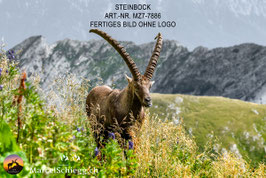 Leinwandbild-Steinbock Art.-Nr. MZ7-7886