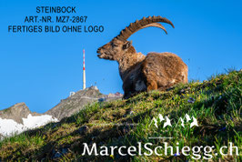 Leinwandbild-Steinbock/Säntis Art.-Nr. MZ7-2867