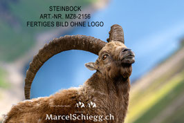 Alu-Dibond-FineArt-Steinbock Art.-Nr. MZ8-2156