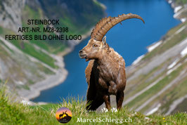 Leinwandbild-Steinbock Art.-Nr. MZ8-2398