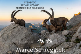 Leinwandbild-Steinbock Art.-Nr. MZ7-4490