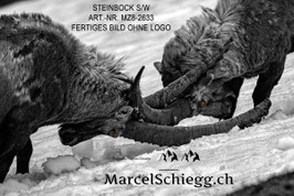 Leinwandbild-Steinbock S/W Art.-Nr. MZ8-2633