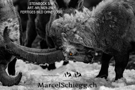 Alu-Dibond-FineArt-Steinbock S/W Art.-Nr. MZ8-2561