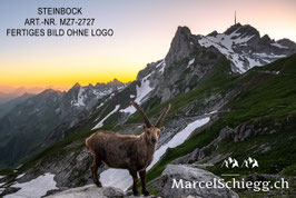 Leinwandbild-Steinbock Art.-Nr. MZ7-2727