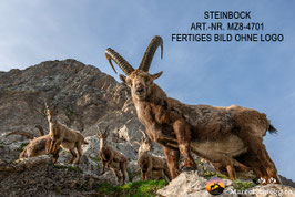 Alu-Dibond-FineArt-Steinbock Art.-Nr. MZ8-4701