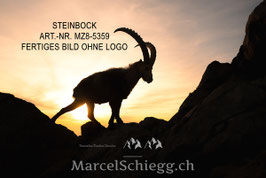 Leinwandbild-Steinbock Art.-Nr. MZ8-5359