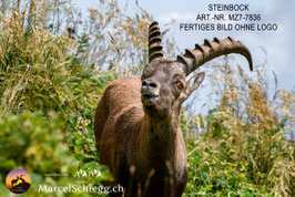 Leinwandbild-Steinbock Art.-Nr. MZ7-7836
