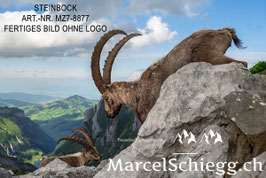 Leinwandbild-Steinbock Art.-Nr. MZ7-8877
