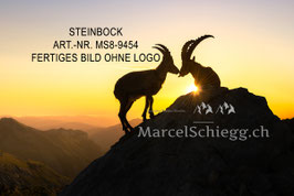 Leinwandbild-Steinbock Art.-Nr. MS8-9454