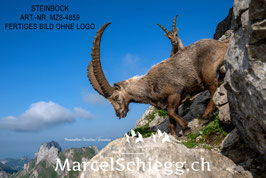 Alu-Dibond-FineArt-Steinbock Art.-Nr. MZ8-4859