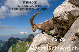 Leinwandbild-Steinbock Art.-Nr. MZ7-8608