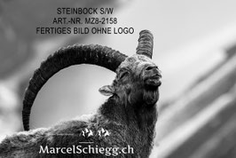 Leinwandbild-Steinbock S/W Art.-Nr. MZ8-2158