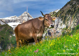 PK-Säntis/Hornkuh-MS8-0382