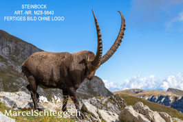 Leinwandbild-Steinbock Art.-Nr. MZ8-9840