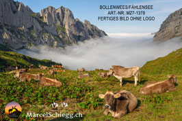 Alu-Dibond-FineArt-Bollenwees/Fählensee Art.-Nr. MZ7-1378