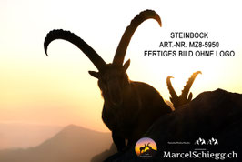 Leinwandbild-Steinbock Art.-Nr. MZ8-5950
