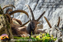 Leinwandbild-Steinbock Art.-Nr. MS5-9862