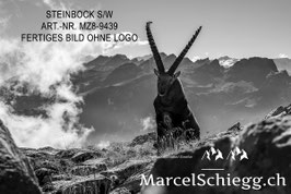 Leinwandbild-Steinbock S/W Art.-Nr. MZ8-9439