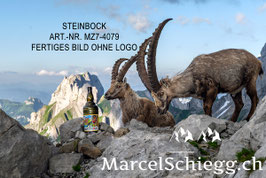 Leinwandbild-Steinbock Art.-Nr. MZ7-4079