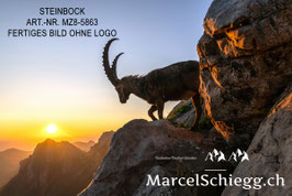 Leinwandbild-Steinbock Art.-Nr. MZ8-5863