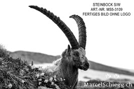 Alu-Dibond-FineArt-Steinbock S/W Art.-Nr. MS5-3109